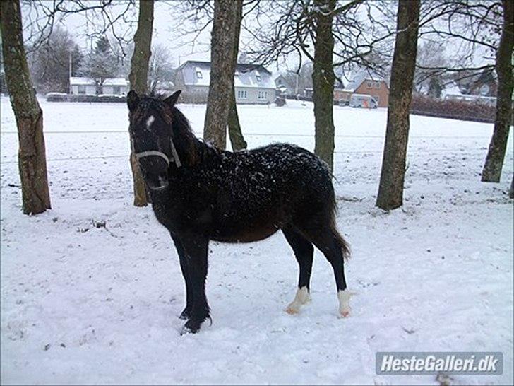Welsh Mountain (sec A) Piccasso - I sne vejr<3 billede 13