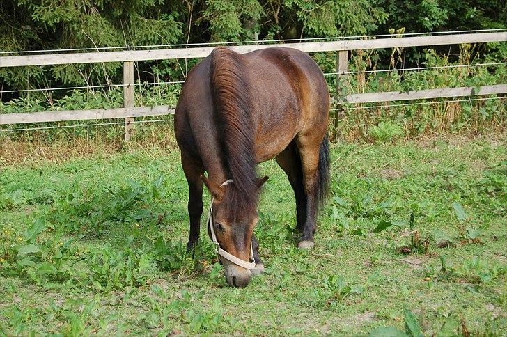 Shetlænder Bogøs Lady - Velkommen til Ladys profil. Smid gerne en bedømmelse :) (Juni 2011) billede 1