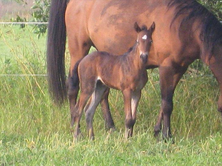 DSP Larsmindes....... billede 1