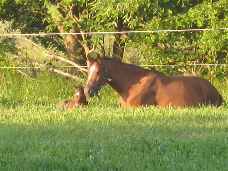 DSP Larsmindes....... billede 2