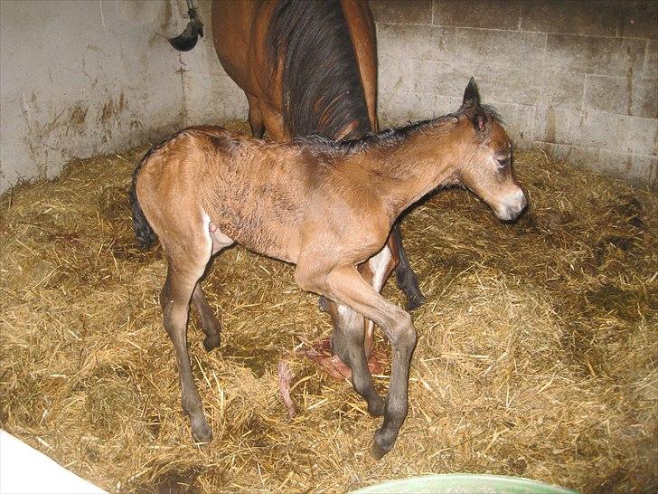 DSP Larsmindes....... billede 3