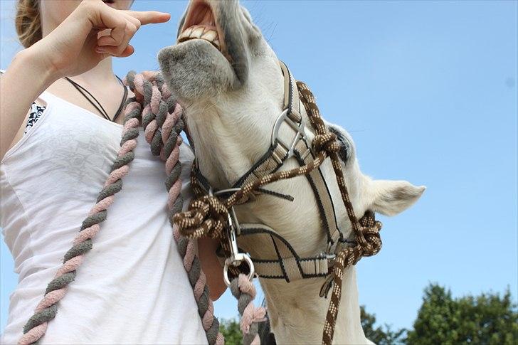 Kaspisk hest Rosmear Aram | Geden/Æsel - En af hans tricks, smile på kommando - Anne N. Rokkjær. billede 5