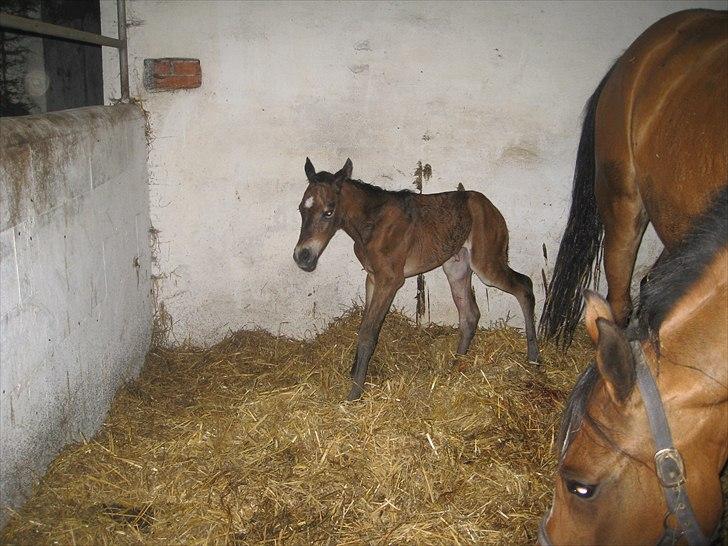 DSP Larsmindes....... billede 4