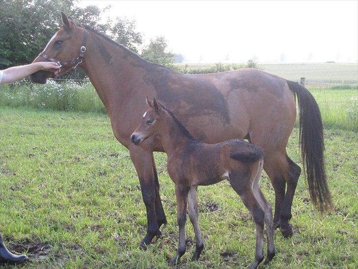 DSP Larsmindes....... billede 5