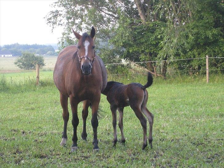 DSP Larsmindes....... billede 6