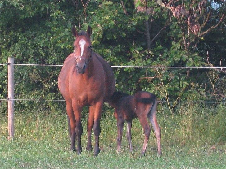 DSP Larsmindes....... billede 7