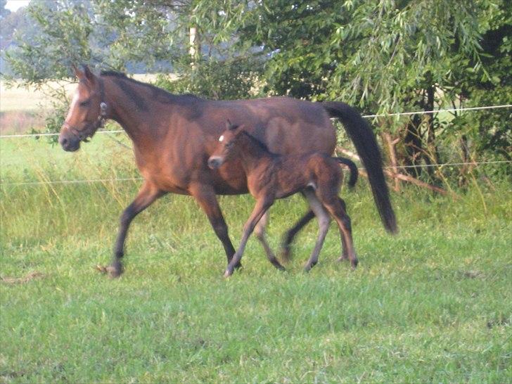 DSP Larsmindes....... billede 8