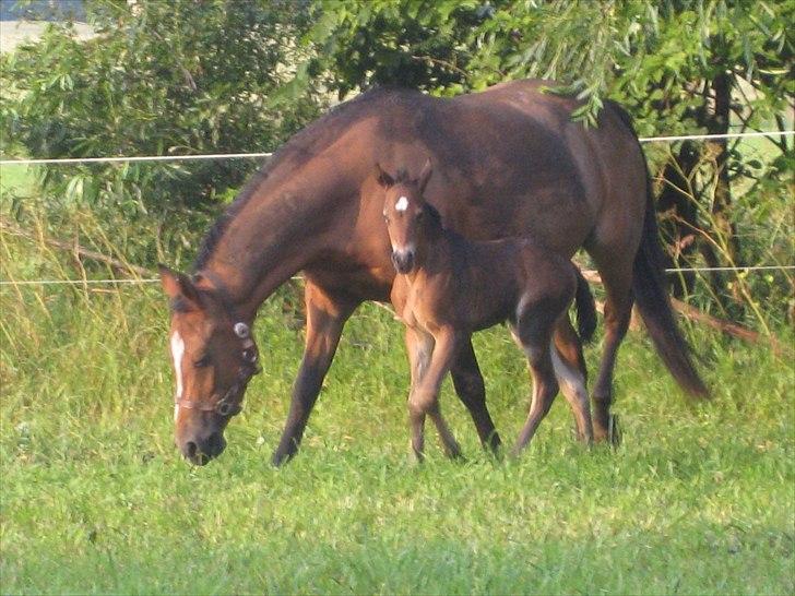 DSP Larsmindes....... billede 9