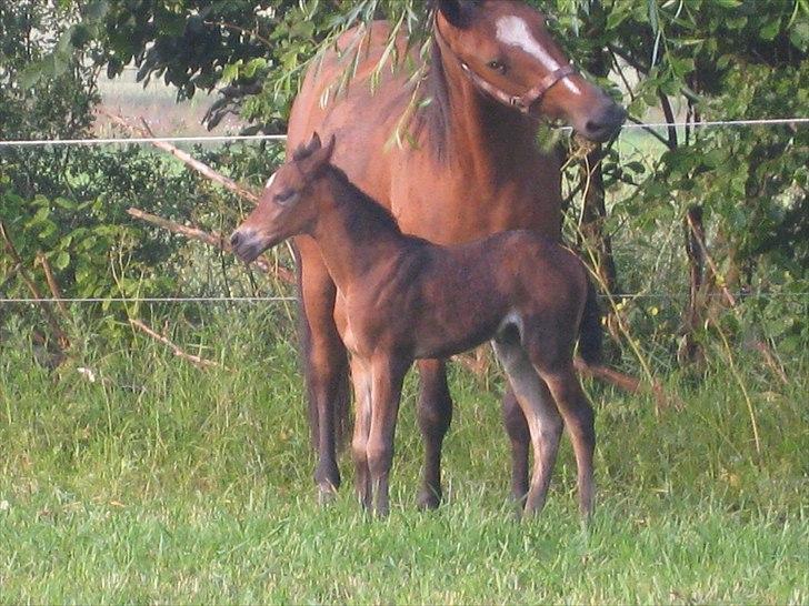 DSP Larsmindes....... billede 10