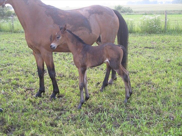 DSP Larsmindes....... billede 11