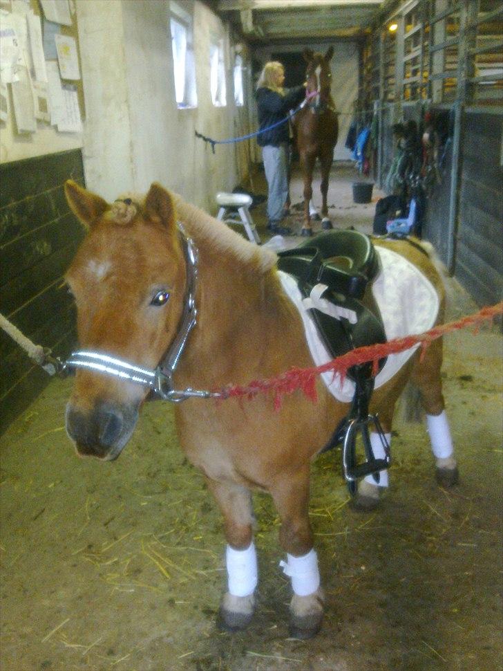 Shetlænder Magnus billede 8