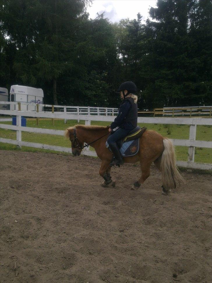 Shetlænder Magnus billede 10