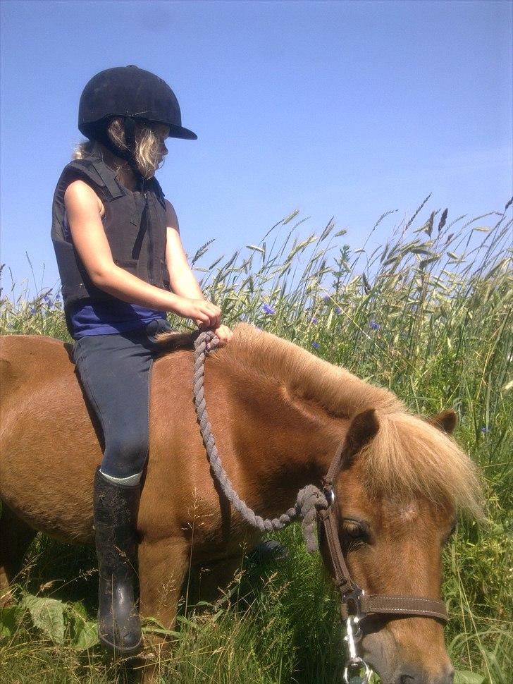 Shetlænder Magnus billede 11