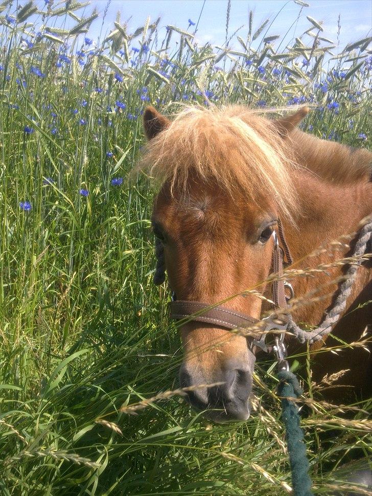 Shetlænder Magnus billede 12