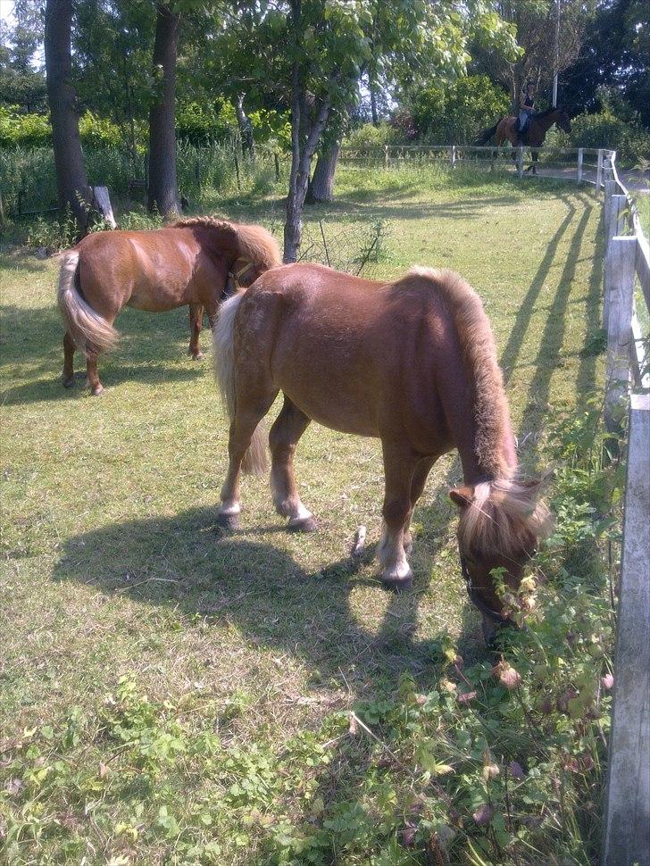 Shetlænder Magnus billede 13