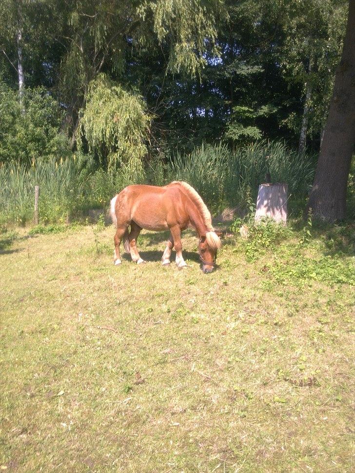 Shetlænder Magnus billede 14