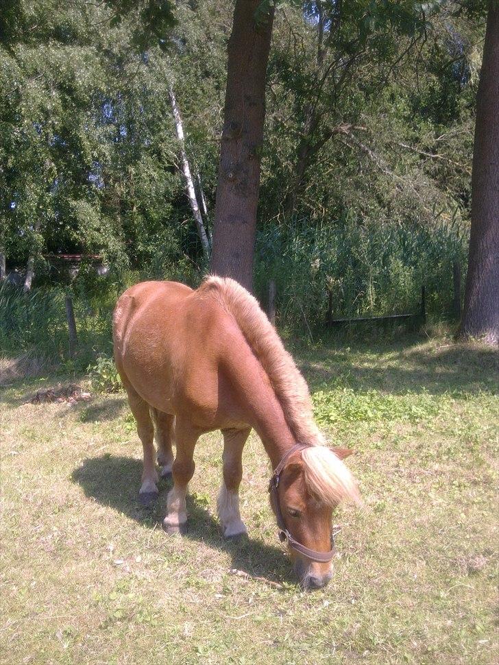 Shetlænder Magnus billede 15