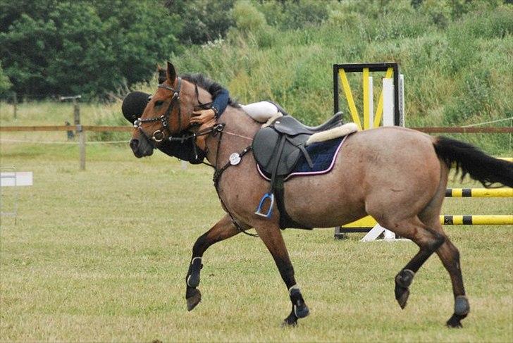 Anden særlig race Magic Mix - haha :b Faldt af i la i guldager, hun var bare alt for sød ved mig, og hoppede selvom jeg red en lorte afstand, men så måtte jeg en tur i græsset ;) billede 18