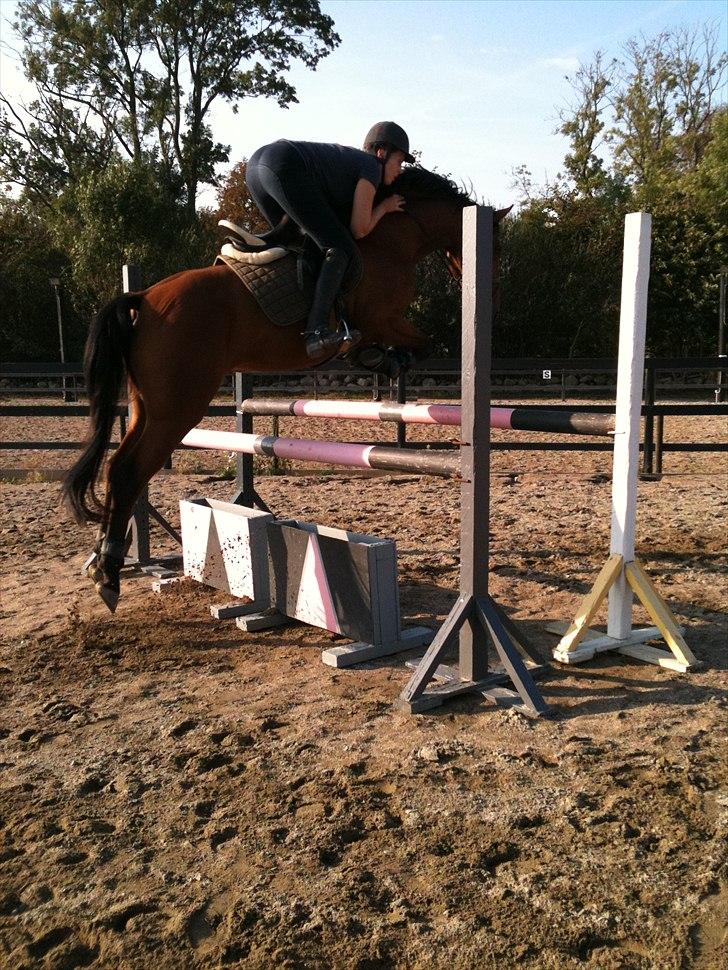 Anden særlig race Magic Boy - Christina og Magic i fuld spring.. billede 5