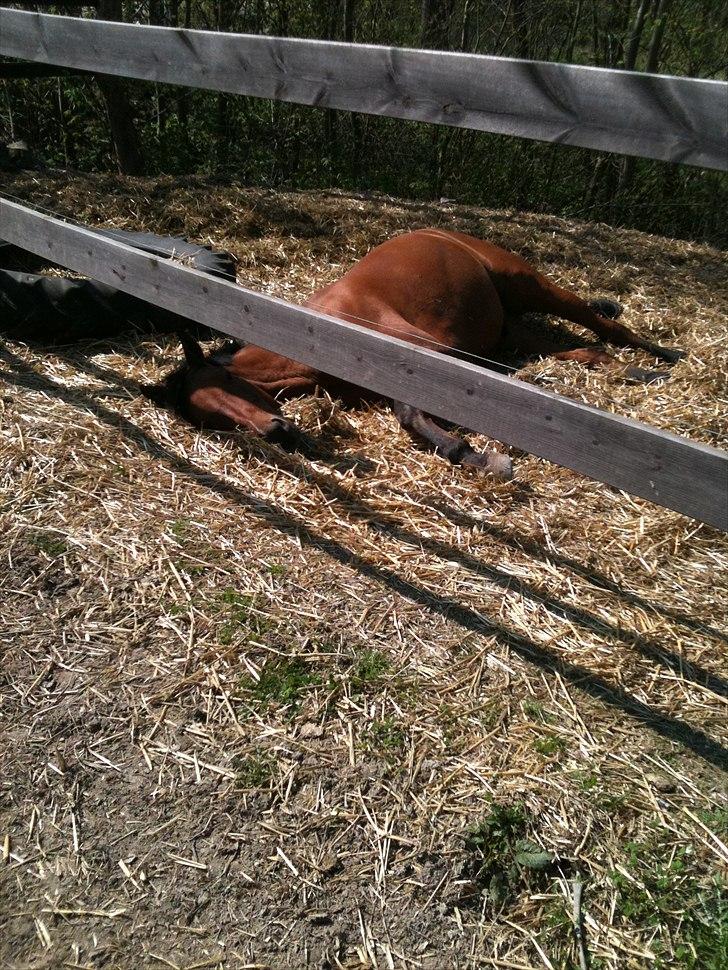 Anden særlig race Magic Boy - Lille Magic tager sig en " morfar " på folden :-D billede 6