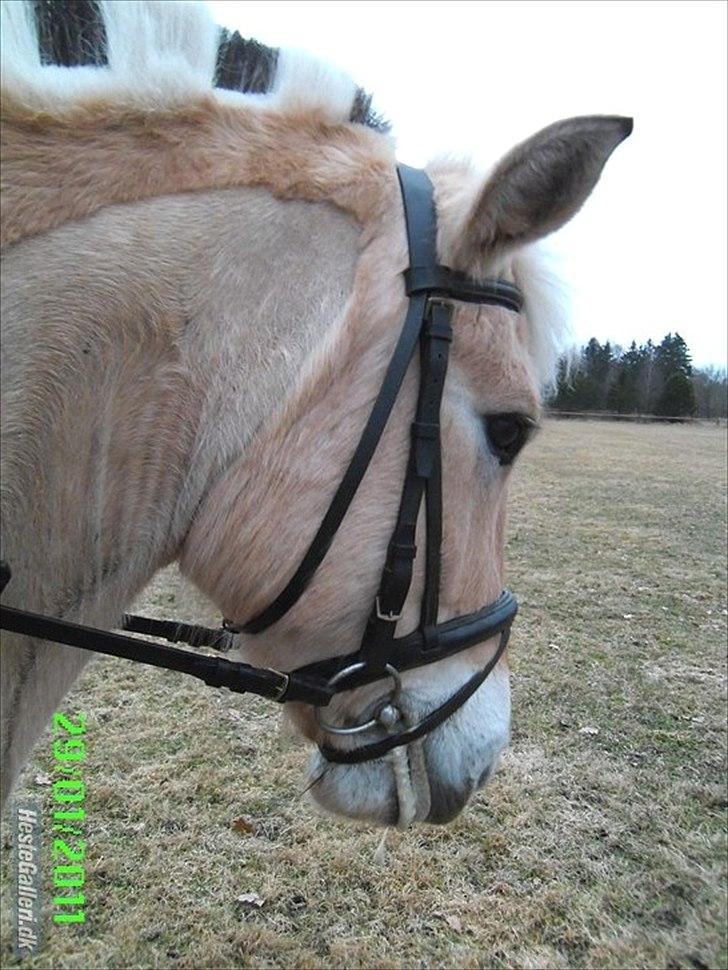 Fjordhest Ceres Mørk. (GL. part) billede 18