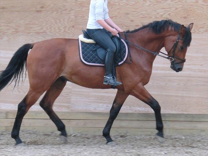 Dansk Varmblod Atlético - trav i ridehuset <3 billede 13