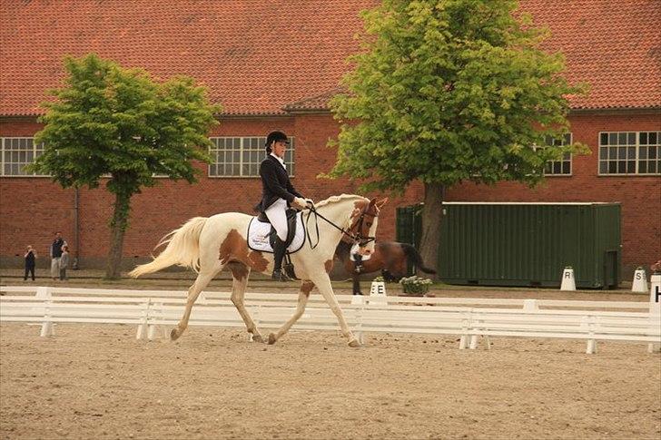 Anden særlig race Søborggårds Emphire billede 3