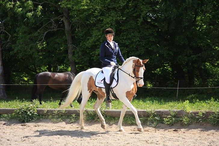 Anden særlig race Søborggårds Emphire billede 7