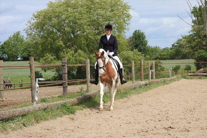 Anden særlig race Søborggårds Emphire billede 8