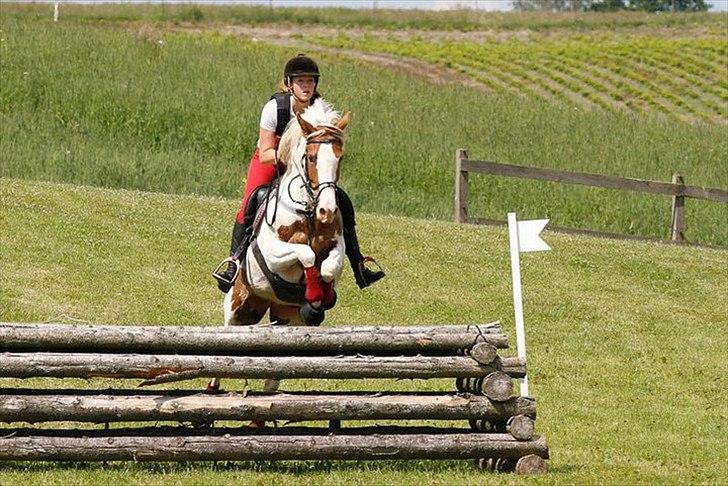 Anden særlig race Søborggårds Emphire billede 9
