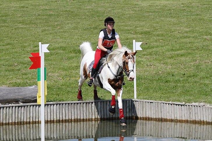 Anden særlig race Søborggårds Emphire billede 10