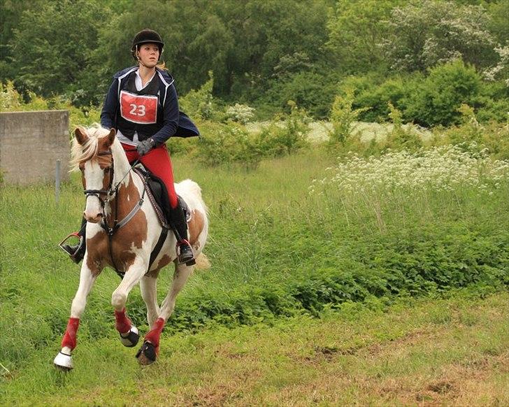 Anden særlig race Søborggårds Emphire billede 13