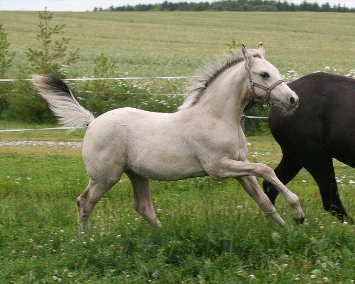 DSP Lykkebo Comet billede 9