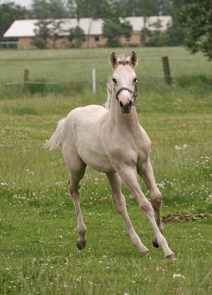 DSP Lykkebo Comet billede 10