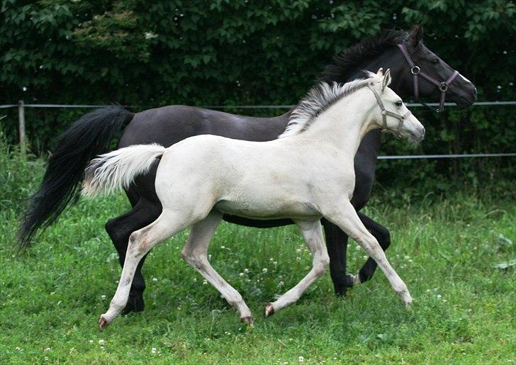 DSP Lykkebo Comet billede 11