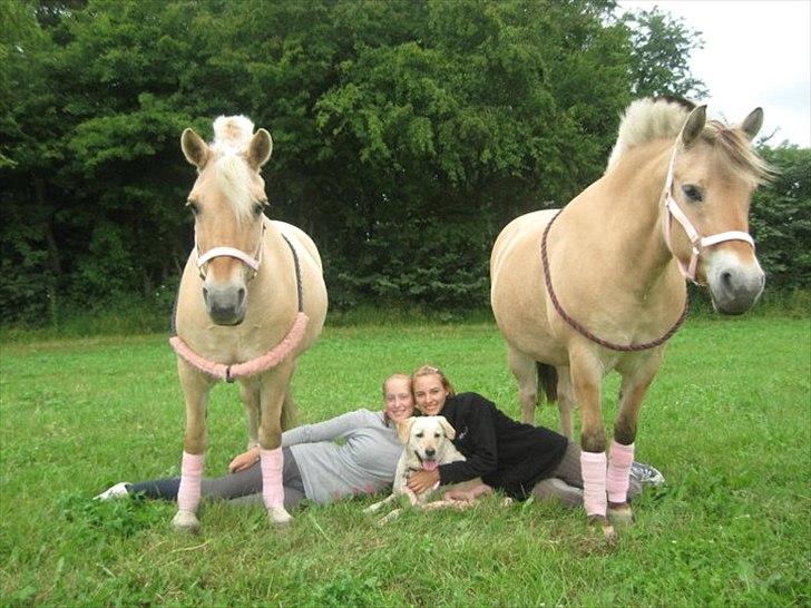 Fjordhest Bassemor *Min plejepony* - SNoBSE Fjolleklub :p 
S= Simone (Sorte trøje)
N=Nalle (Sort ål)
o=og
B= Balle (Rød ål)
S=Salli (Grå trøje)
E= Emilé (Hunden)

Bedste klub ever ! <3

Foto: Line billede 2