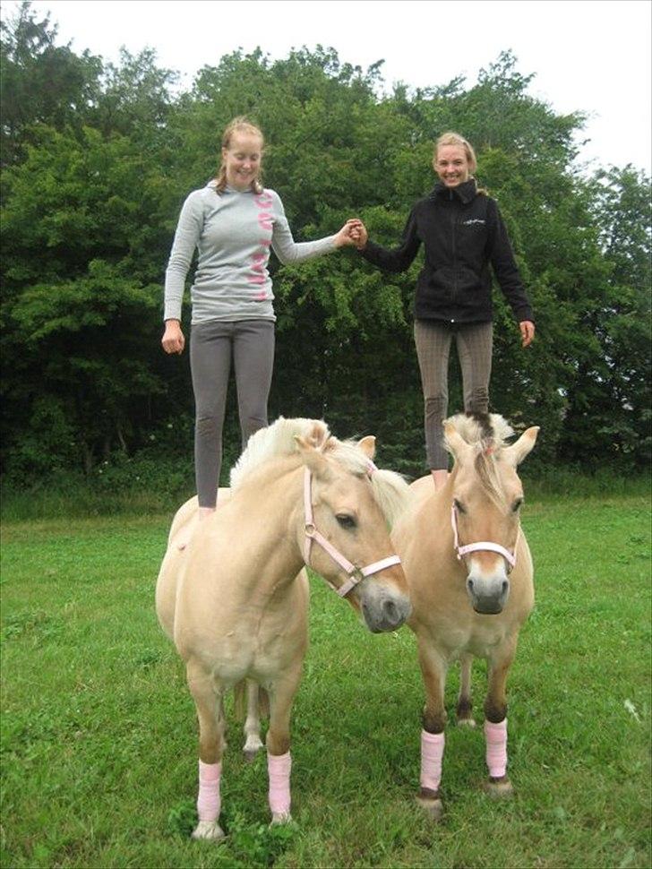 Fjordhest Bassemor *Min plejepony* - Virkelig fedt ! :* <3 
Foto: Line billede 10