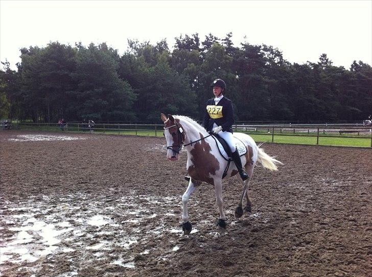 Anden særlig race Søborggårds Emphire billede 14