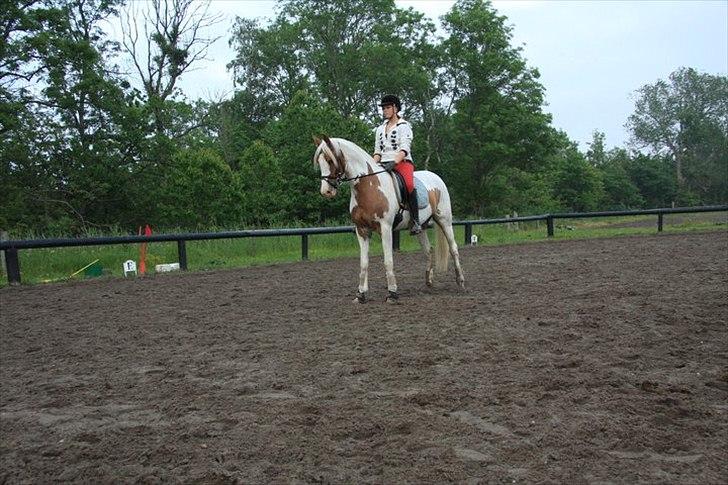 Anden særlig race Søborggårds Emphire billede 15