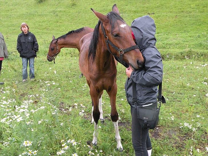Anden særlig race Søndervangs Kentucky - vores første møde, og var da helt solgt da han gik lige hen til mig som den første på folden :0) billede 3