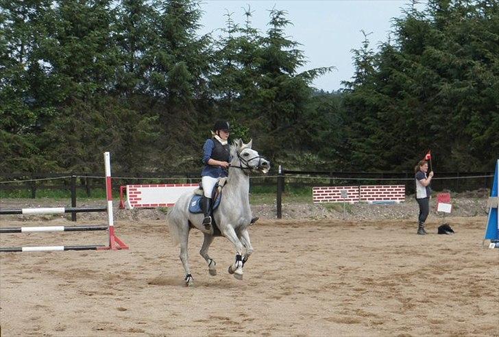 Connemara Philipstatt's Gaia, min soulmate - LB billede 9