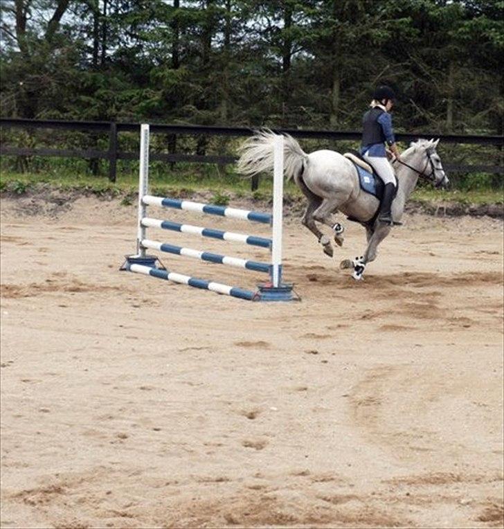 Connemara Philipstatt's Gaia, min soulmate - LB billede 10