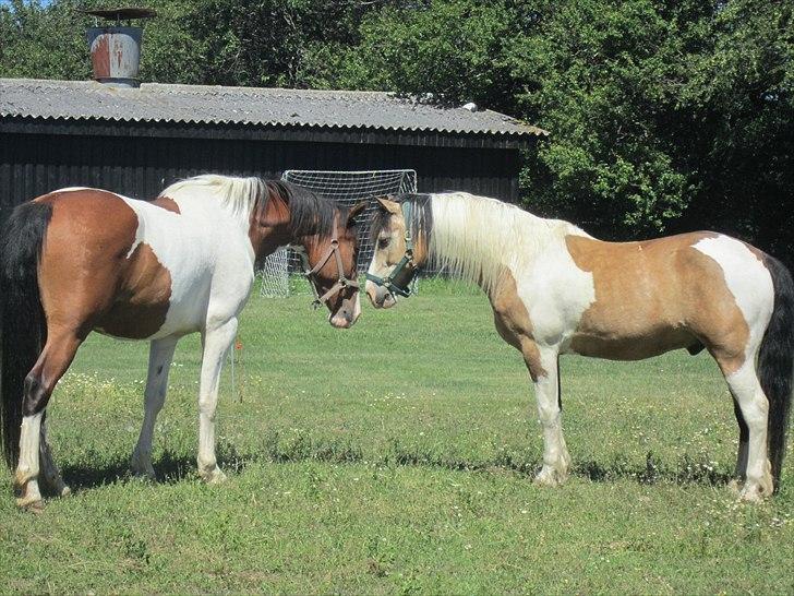 Anden særlig race Bjørnegårds Memento - De 2 bedste venner :D billede 5