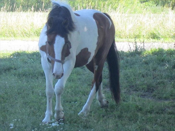 Anden særlig race Bjørnegårds Memento - Smukke Mumme <3 billede 9