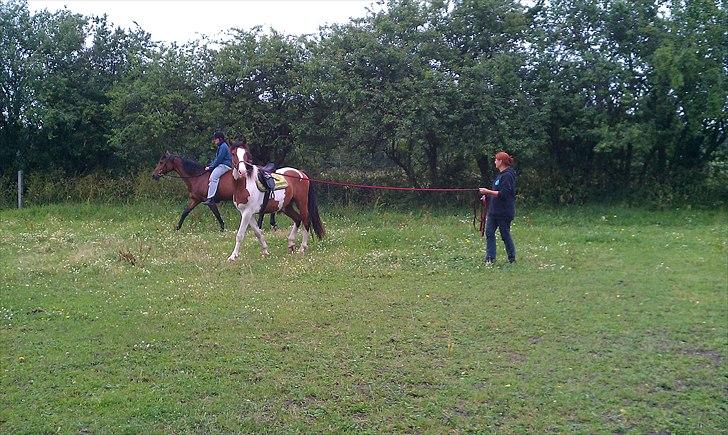 Anden særlig race Bjørnegårds Memento - Igen (:  billede 10