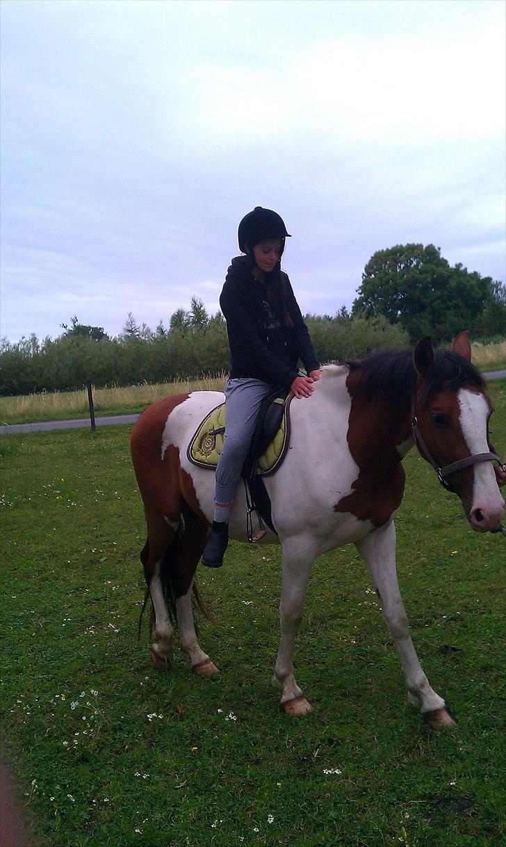 Anden særlig race Bjørnegårds Memento - Igen, han var så dygtig (: billede 12