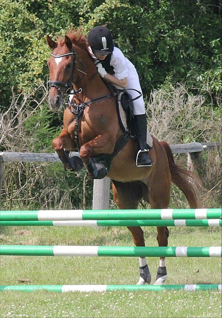 Hollandsk Sportspony Xana Maxima  - Stævne på AARK. <3<3
Fotograf: Mia Vingtoft. - Tak! billede 8