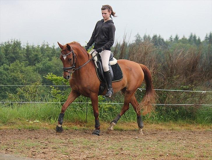 Hollandsk Sportspony Xana Maxima  - Smukke prinsesse!!!!!!!! Dressur træning.<3 
Fotograf: Mia Vingtoft. - Tak! billede 11