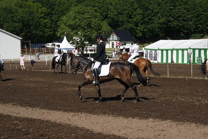 New Forest Holmens Kazai - Kazai og jeg på Mors:) billede 9