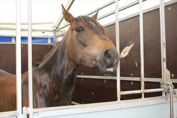 New Forest Holmens Kazai - står lige og slapper af. På Mors :) billede 10